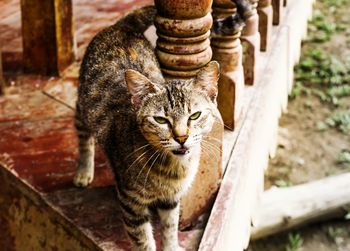 Close-up portrait of cat