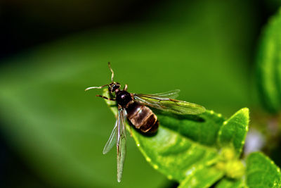 Close-up of insect on leaf