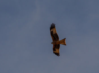 Low angle view of eagle flying in sky