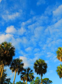 Low angle view of palm trees against blue sky