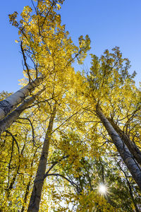 Low angle view of tree in autumn