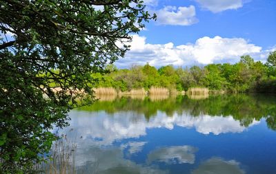 Reflection of trees in water