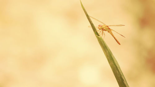 Close-up of insect on plant