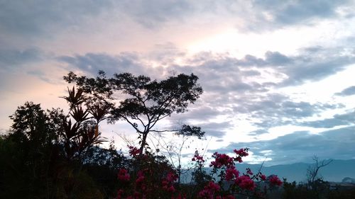 Low angle view of silhouette trees against sky