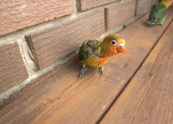 High angle view of parrot perching on wood