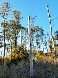 Low angle view of trees in forest against sky