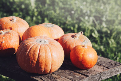 Autumn harvest. orange pumpkins in nature background. concept of thanksgiving day or halloween.