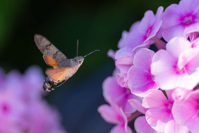 Close-up of butterfly pollinating on pink flower