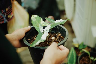 Close-up of hand holding potted plant