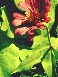 Close-up of flower plant