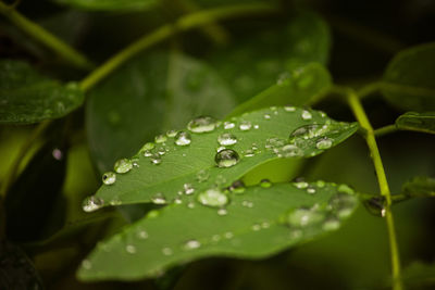 Close-up of raindrops on leaves