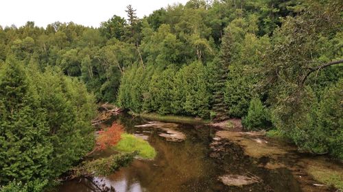 View of stream in forest