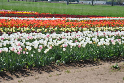 Colorful tulips in field