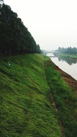 Scenic view of agricultural field against clear sky