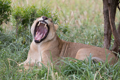 Close-up of horse lying on grass