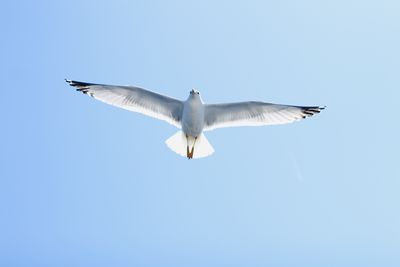Low angle view of seagull flying against clear blue sky
