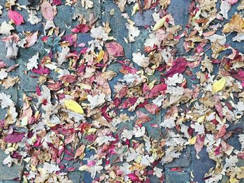 Full frame shot of dry autumn leaves