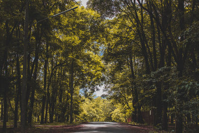 Road amidst trees in forest