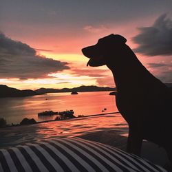 Silhouette horse by sea against orange sky