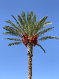 Low angle view of palm tree against blue sky