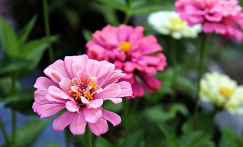 Close-up of pink flower