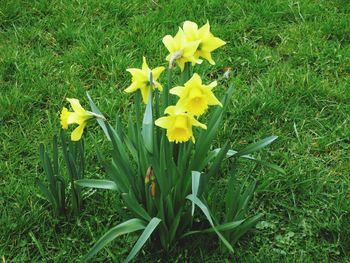 Close-up of yellow flowers