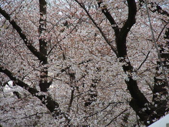 Low angle view of cherry blossom tree