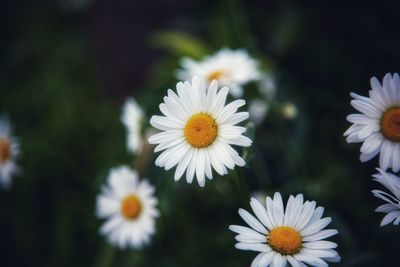 Close-up of white daisy flowers