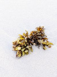 High angle view of sea plant on land