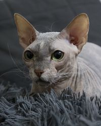 Close-up of cat