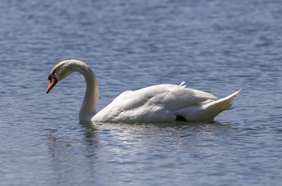 Swan swimming in lake