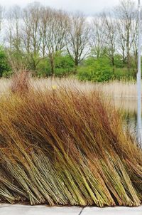 Scenic view of farm against sky
