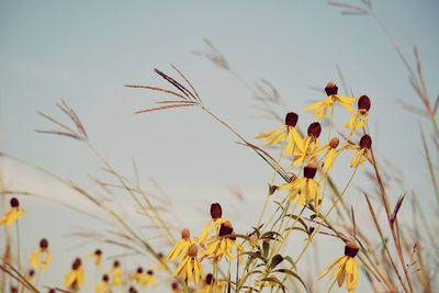 Low angle view of yellow flowering plants against sky