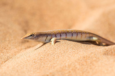 Close-up of lizard on sand