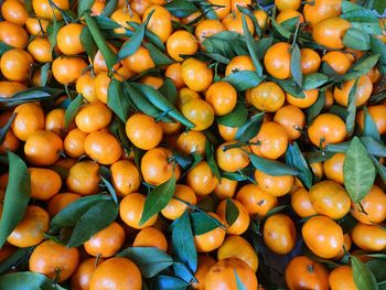 Fresh and sweet oranges