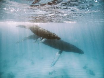 A mother and calf humpback whale in clear water.