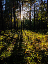 Trees in forest during autumn