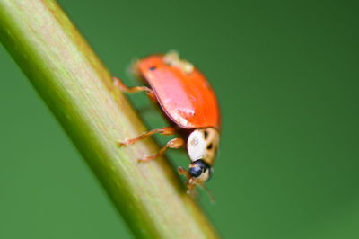 Close-up of insect on leaf