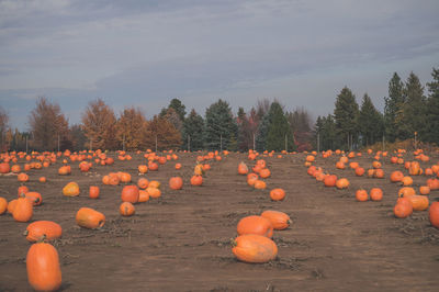View of pumpkins on field against sky