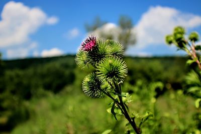 Close-up of thistle on plant against sky