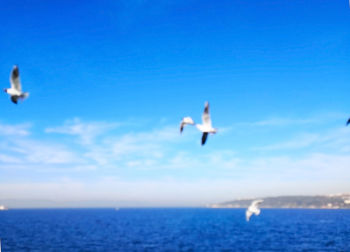 Seagull flying over sea against sky