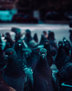 Close-up of pigeons