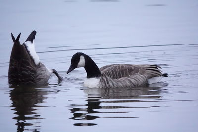 Ducks swimming in lake