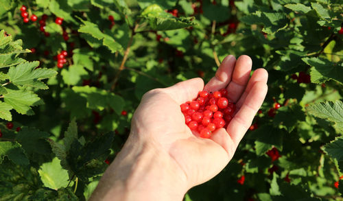 Woman holding fresh red currant berries