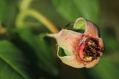 Close-up of rose against blurred background