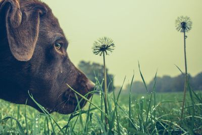 Dog looking away on field