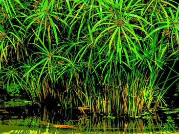 Plants growing on field