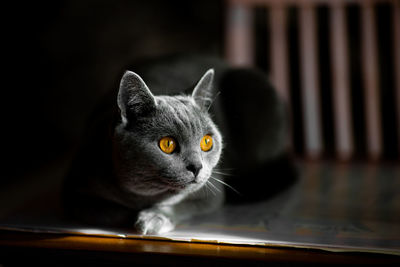 Close-up of cat looking away