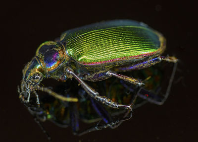 Close-up of beetle against black background