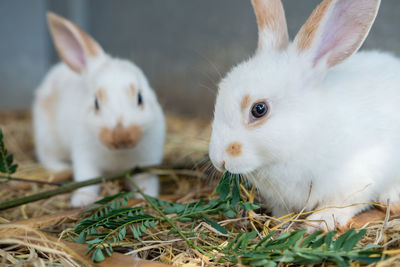 Two cute white baby rabbits eating grass on the straw ground